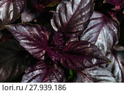 fresh ripe red basil. Стоковое фото, фотограф Oleksandr Chub / PantherMedia / Фотобанк Лори