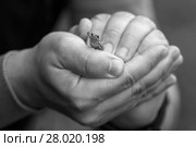Лягушонок на руках человека поднял лапку как будто в приветствии. Стоковое фото, фотограф Bala-Kate / Фотобанк Лори