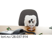 cat sit at the desk. Стоковое фото, фотограф Jolanta Dąbrowska / PantherMedia / Фотобанк Лори