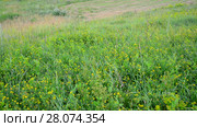 wild meadow with sloping and growing grass. Стоковое видео, видеограф Володина Ольга / Фотобанк Лори