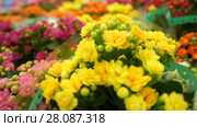 Bright flowers in pots. Стоковое видео, видеограф Артем Тюгашов / Фотобанк Лори