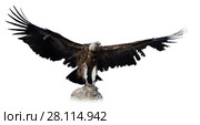 Big Griffon on stone on white background. Стоковое фото, фотограф Яков Филимонов / Фотобанк Лори