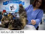 Участница выставки Кэтсбург 2018 готовит своего питомца к показу перед экспертами в городе Москве, Россия. Редакционное фото, фотограф Николай Винокуров / Фотобанк Лори