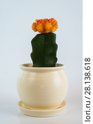 Grafted Cactus in white pot on white background. Стоковое фото, фотограф Володина Ольга / Фотобанк Лори