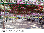Парк цветов в Дубае (Dubai Miracle Garden). Объединённые Арабские Эмираты (2014 год). Редакционное фото, фотограф Сергей Афанасьев / Фотобанк Лори