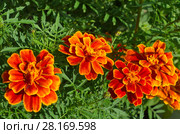 Цветущие бархатцы (лат. Tagetes) крупным планом. Стоковое фото, фотограф Елена Коромыслова / Фотобанк Лори