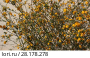Kerria japonica  is a deciduous shrub in the rose family Rosaceae, Стоковое видео, видеограф Олег Хархан / Фотобанк Лори