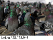 View of a flock of pigeons through the eyes of one of them; birds look in one direction, focus on the nearest pigeon. Стоковое фото, фотограф Евгений Харитонов / Фотобанк Лори