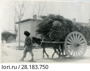 Перевозка сена на арбе. Стоковое фото, фотограф Retro / Фотобанк Лори