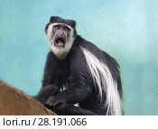 Обезьяна  восточный колобус -Black-and-white colobus monkey. Стоковое фото, фотограф Галина Савина / Фотобанк Лори