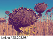 Illustration of scenics fields with ripe sunflowers (2017 год). Стоковое фото, фотограф Яков Филимонов / Фотобанк Лори