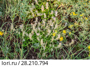 Тимьян, чабрец Маршалла (Thimus marschallianus Willd) Стоковое фото, фотограф Ольга Сейфутдинова / Фотобанк Лори