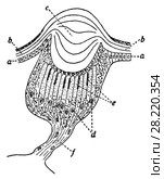 Простой глазок веснянки Perla abdominalis. Стоковая иллюстрация, иллюстратор Макаров Алексей / Фотобанк Лори