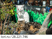 Кошкин пляж White and brown striped cats. Стоковое фото, фотограф Baturina Yuliya / Фотобанк Лори