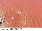 Pink salty Syvash Lake water surface, Ukraine (2017 год). Стоковое фото, фотограф Юрий Брыкайло / Фотобанк Лори