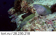 Four moray eels peep out of the hole, tree Honeycomb Moray (Gymnothorax favagineus) and оne Giant moray (Gymnothorax javanicus) Стоковое видео, видеограф Некрасов Андрей / Фотобанк Лори
