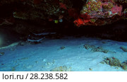 Two young Whitetip reef sharks swimming in cave, Indian Ocean, Maldives. Стоковое видео, видеограф Некрасов Андрей / Фотобанк Лори