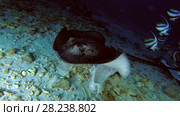 Round ribbontail ray eat the remains of tuna. Стоковое видео, видеограф Некрасов Андрей / Фотобанк Лори