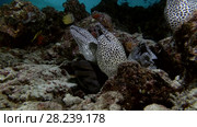 Tree Honeycomb Moray on coral reef in the night. Стоковое видео, видеограф Некрасов Андрей / Фотобанк Лори