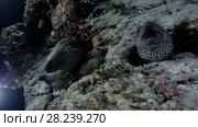 Five Honeycomb Moray on coral reef in the night. Стоковое видео, видеограф Некрасов Андрей / Фотобанк Лори