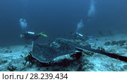 Round ribbontail ray watching behind scuba divers. Стоковое видео, видеограф Некрасов Андрей / Фотобанк Лори