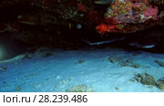 Two young Whitetip reef sharks swimming under coral cornices, Indian Ocean, Maldives. Стоковое видео, видеограф Некрасов Андрей / Фотобанк Лори