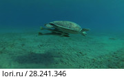 Young female Green Sea Turtle (Chelonia mydas) with Remora fish (Echeneis naucrates) swims to surface of water, breathes and dives to the bottom, Red sea, Marsa Alam, Abu Dabab, Egypt. Стоковое видео, видеограф Некрасов Андрей / Фотобанк Лори