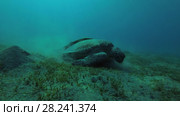 Green Sea Turtle (Chelonia mydas) with Remora fish (Echeneis naucrates) eats the sea grass on a sandy bottom, Red sea, Marsa Alam, Abu Dabab, Egypt. Стоковое видео, видеограф Некрасов Андрей / Фотобанк Лори