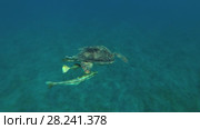 Young female Green Sea Turtle (Chelonia mydas) with Remora fish (Echeneis naucrates) long breathes on the surface of water, Red sea, Marsa Alam, Abu Dabab, Egypt. Стоковое видео, видеограф Некрасов Андрей / Фотобанк Лори