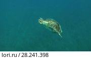 Young female Green Sea Turtle (Chelonia mydas) with Remora fish (Echeneis naucrates) pops up from the depths to surface of water, breathes and dives to the bottom, Red sea, Marsa Alam, Abu Dabab, Egypt. Стоковое видео, видеограф Некрасов Андрей / Фотобанк Лори