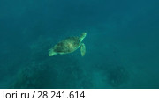 Female Green Sea Turtle (Chelonia mydas) floats in crystal clear water to surface , Red sea, Marsa Alam, Abu Dabab, Egypt. Стоковое видео, видеограф Некрасов Андрей / Фотобанк Лори