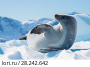 Crabeater seal on ice flow, Antarctica. Стоковое фото, фотограф Vladimir / Фотобанк Лори