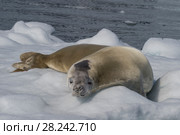 Crabeater seal on ice flow, Antarctica. Стоковое фото, фотограф Vladimir / Фотобанк Лори