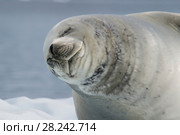 Crabeater seal on ice flow, Antarctica. Стоковое фото, фотограф Vladimir / Фотобанк Лори