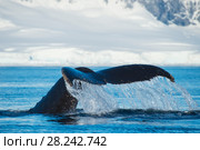 Humpback Whale tail. Стоковое фото, фотограф Vladimir / Фотобанк Лори
