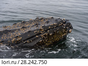 Humpback Whale close up. Стоковое фото, фотограф Vladimir / Фотобанк Лори