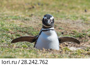Magellanic Penguin at the nest. Стоковое фото, фотограф Vladimir / Фотобанк Лори