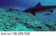 Big Tiger Shark - Galeocerdo cuvier with a fishing hook in the mouth swims over reef in the blue water. Стоковое видео, видеограф Некрасов Андрей / Фотобанк Лори