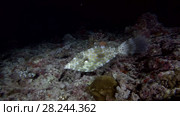 Scrawled Filefish swims in the night. Стоковое видео, видеограф Некрасов Андрей / Фотобанк Лори