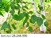 Береза полезная (гималайская) (Betula utilis D.Don ), ветка с листьями на фоне ствола. Стоковое фото, фотограф Ирина Борсученко / Фотобанк Лори