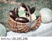 Wicker basket with vegetables. Стоковое фото, фотограф Galina Tolochko / Фотобанк Лори