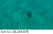 Young male Green Sea Turtle (Chelonia mydas) with Remora fish (Echeneis naucrates) dives deep into the sandy bottom, Red sea, Marsa Alam, Abu Dabab, Egypt. Стоковое видео, видеограф Некрасов Андрей / Фотобанк Лори