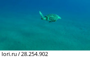 Young male Green Sea Turtle (Chelonia mydas) with Remora fish (Echeneis naucrates) swims in the blue water, Red sea, Marsa Alam, Abu Dabab, Egypt. Стоковое видео, видеограф Некрасов Андрей / Фотобанк Лори