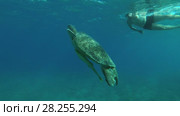 Man looks on Big male Green Sea Turtle (Chelonia mydas) with Remora fish (Echeneis naucrates) slowly emerges to surface of water to breathe and dives to the bottom (2017 год). Редакционное видео, видеограф Некрасов Андрей / Фотобанк Лори