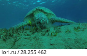 Leucism - Big male Green Sea Turtle (Chelonia mydas) with Remora fish (Echeneis naucrates) and Golden Trevally (Gnathanodon speciosus) dives to the bottom and eats sea grass, Red sea, Marsa Alam, Abu Dabab, Egypt. Стоковое видео, видеограф Некрасов Андрей / Фотобанк Лори