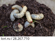 Личинки майского жука. Хрущ майский (Melolontha vulgaris) Стоковое фото, фотограф Ольга Сейфутдинова / Фотобанк Лори