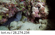 Honeycomb moray - Gymnothorax favagineus and Yellow-edged moray - Gymnothorax flavimarginatus, two moray eels sit under reef. Стоковое видео, видеограф Некрасов Андрей / Фотобанк Лори
