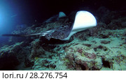 Round ribbontail ray - Taeniura meyeni swim over reef in the night. Стоковое видео, видеограф Некрасов Андрей / Фотобанк Лори