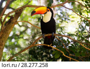 Toucan toco. Стоковое фото, фотограф Яков Филимонов / Фотобанк Лори