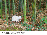 Нутрия, или коипу, или болотный бобр (лат. Mycastor coypus) - альбинос. Стоковое фото, фотограф Наталья Гармашева / Фотобанк Лори
